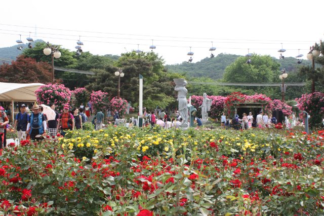 Выставка роз в Сеуле — Туризм и путешествия: фотоотчеты из поездок (фото 9)