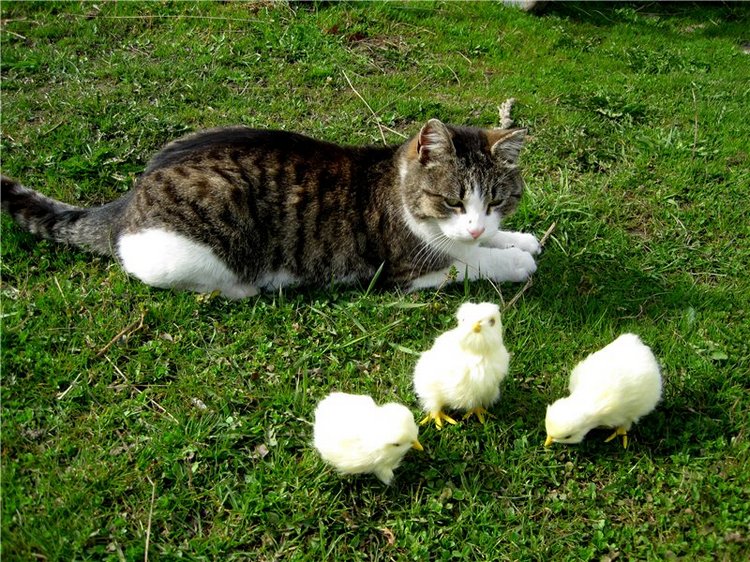 С праздником! Наше жёлторотое пополнение