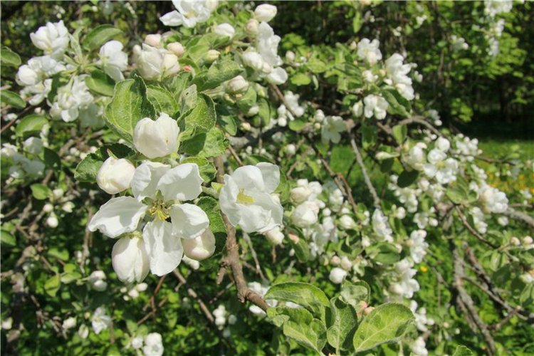 Субботний вояж. Третья часть | Бэйбики Субботний вояж. Третья часть