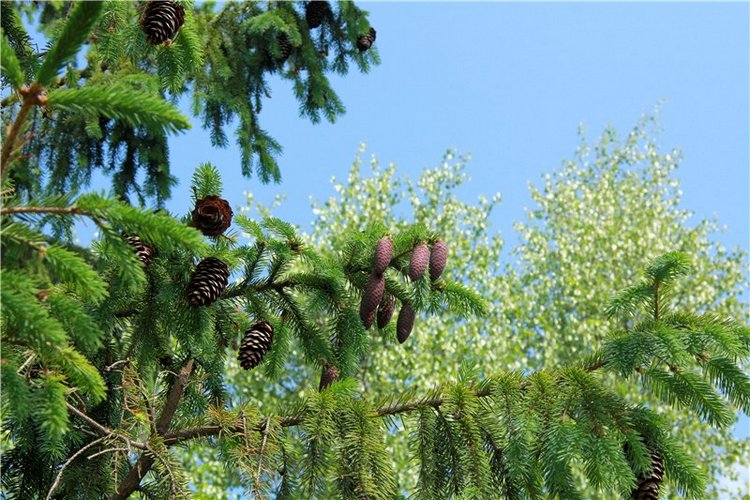 Кашин - город русского сердца. Часть первая. Кашинский краеведческий музей (фото 9)