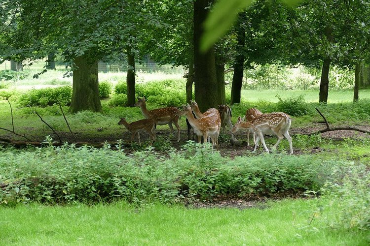 Hirschpark Hamburg. Олений парк. ВИДЕО