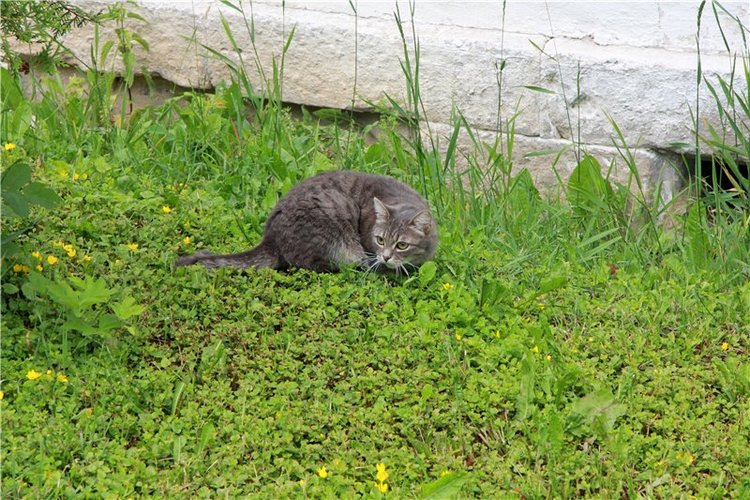 Кашин - город русского сердца. Часть седьмая. Вознесенский кафедральный собор