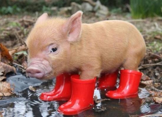 Субботний позитив! Фотографии с осенними животными! Осенняя котоматрица | Бэйбики Субботний позитив! Фотографии с осенними животными! Осенняя котоматрица