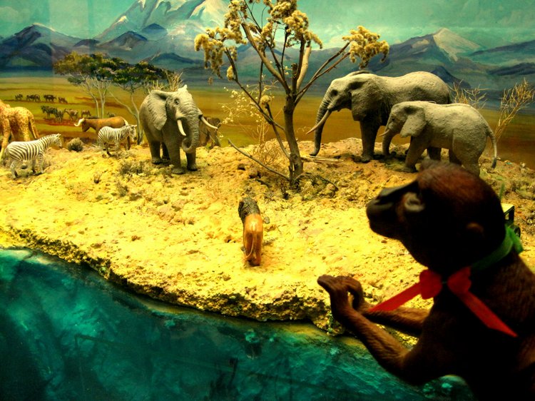 День в музее. Анжела в Государственном Дарвиновском музее