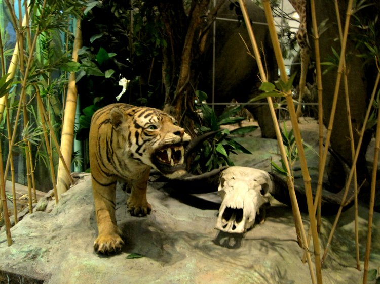 День в музее. Анжела в Государственном Дарвиновском музее