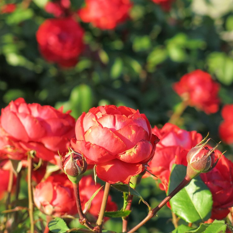 Субботняя прогулка — Болталка и разговоры обо всем: жизнь (фото 10)