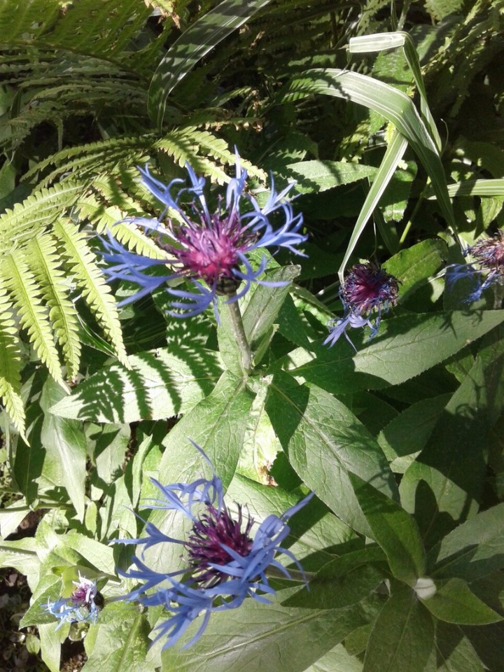 Природа Пскова: из весны в лето