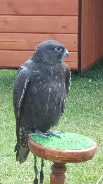 Тинка в экопарке — Куклы и тела Obitsu (Обитсу): 1/6