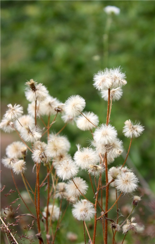 Просто Соня. Уникальные куклы от Сильвии Наттерер | Бэйбики Просто Соня. Уникальные куклы от Сильвии Наттерер