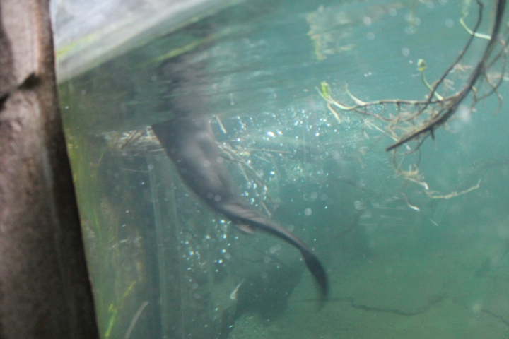 По Германии: зоопарк Лейпцига, часть 2