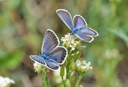 Ключи от лета или Полевица. Коллекционная кукла Элизы Глазгольд