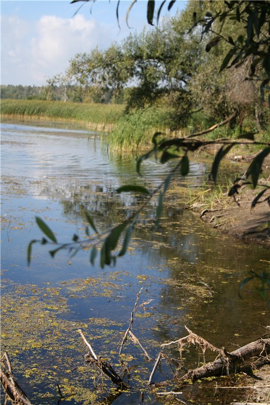 Девчонки Annette Himstedt или Химкомания наступила