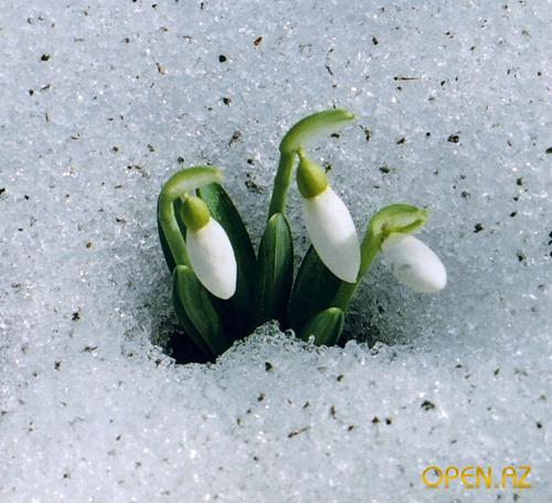 Ах как же хочется весны... Весна от Томаса Беккера (Thomas Baecker)