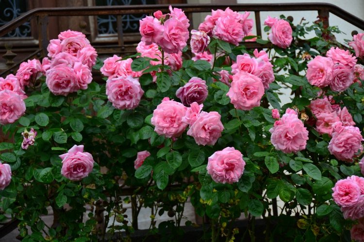 Очарование стринных французских городов