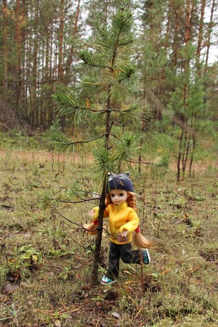 По грибы. Бузулукский бор (фото 4)