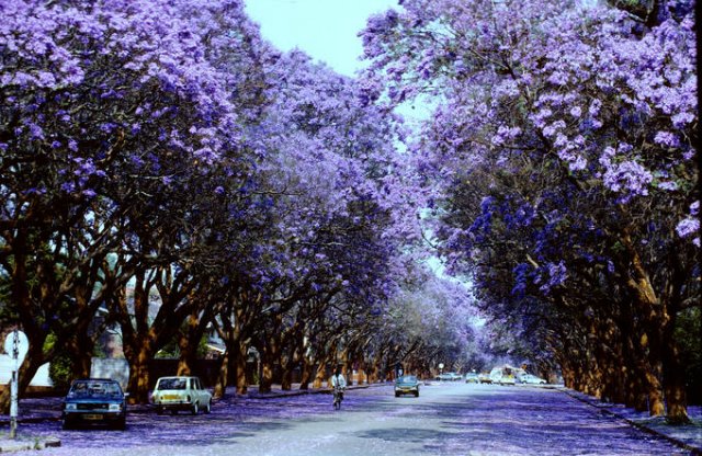 Сиреневое настроение или девочка от Сьюзен Крей (фото 3)