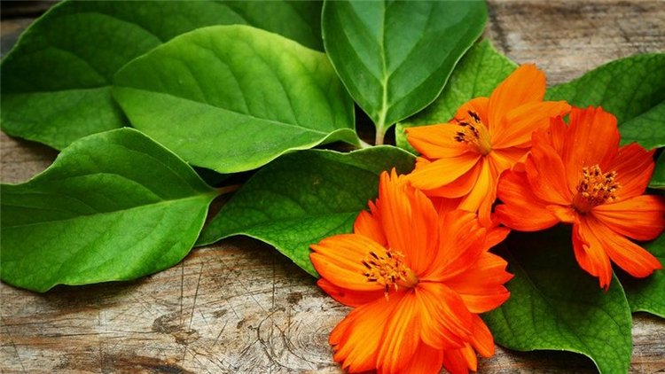 Оранжевое настроение. Моя Тилли от Кайе Виггс (фото 7)