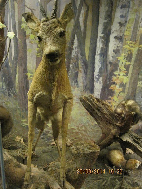 Давайте знакомиться! Мусенька - Realpuki Kaka Basic;)