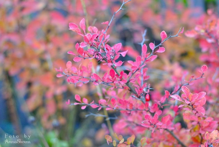 Осенний фотосет MiniFee Ante (фото 8)