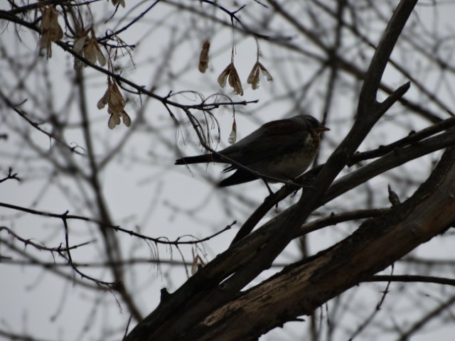 Прогулка с Лилей Annette Himstedt