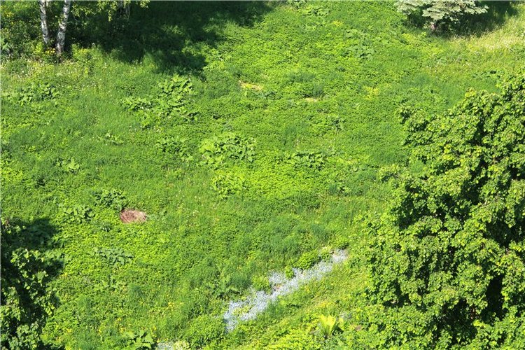 Что такое отпуск? Это - Незабудковое Лето. Minouche от Sylvia Natterer