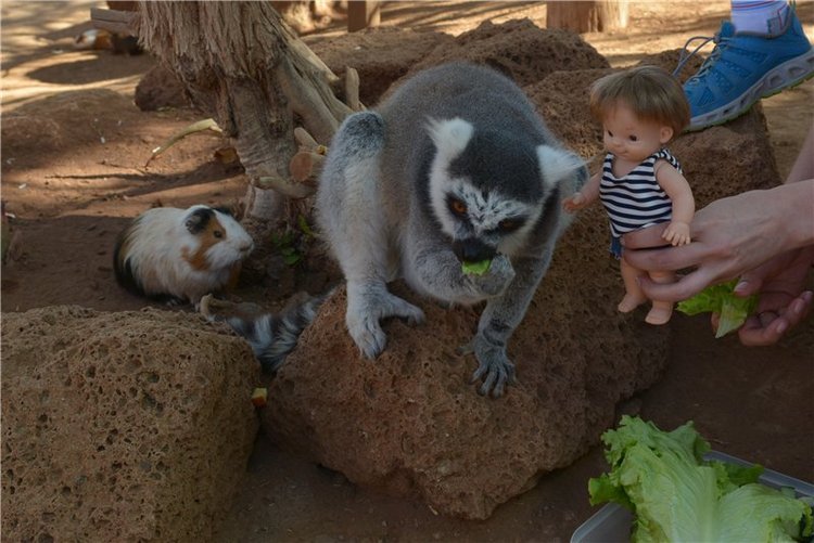 Испания. Тенерифе. Часть 1 (фото 10)