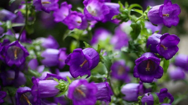 Солнечный денек в саду. Часть вторая - три подружки