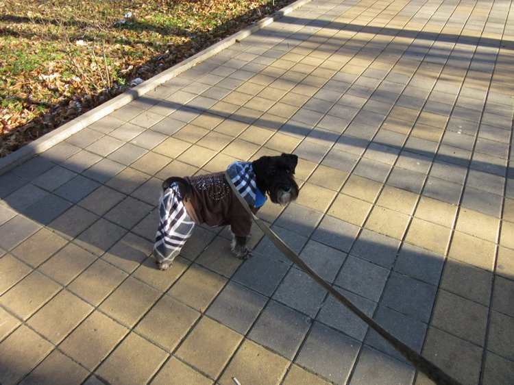 Утренняя прогулка в парке Горького с Соломоном и Анхен, или О сложностях гуляния с собакой и куклой одновременно