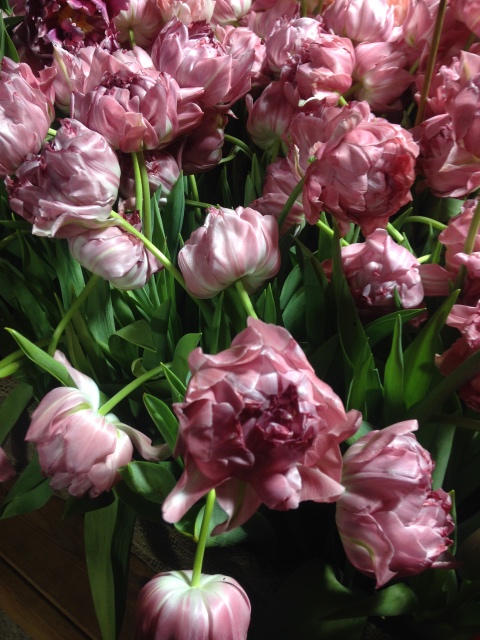 Поздравление с 8 Марта или "Репетиция весны в аптекарском огороде"