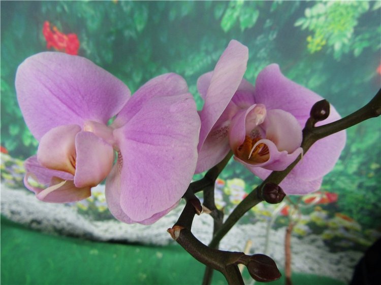 Чиста и прекрасна душа орхидеи. Антикварная кукла Арманд Марсель (фото 2)