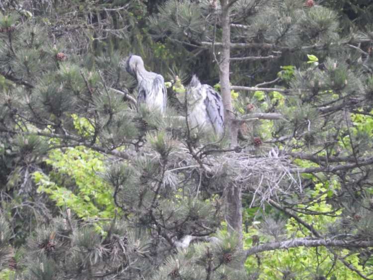 Любителям птиц. Серая цапля Словении