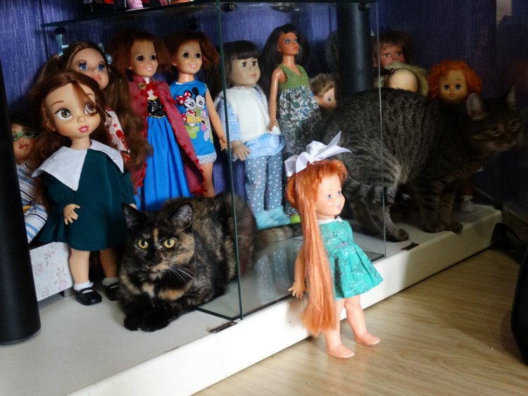 Мохнатые помощники — В мире животных: смешные фото питомцев и зверей (фото 5)