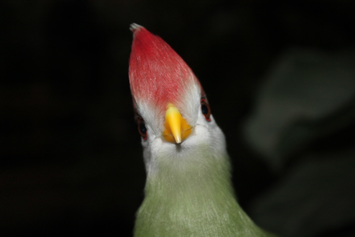 По Германии: зоопарк Лейпцига, часть 2