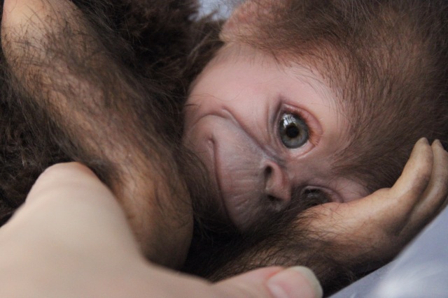 Клёпочка, кукла реборн Элины Кудрявцевой (фото 7)