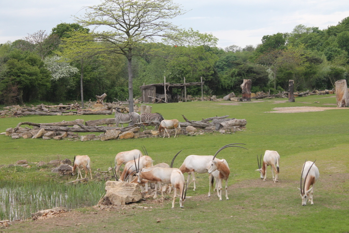 По Германии: зоопарк Лейпцига, часть 1