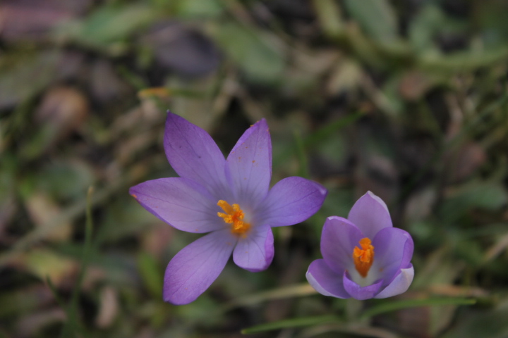 По Германии: весна в Лейпциге