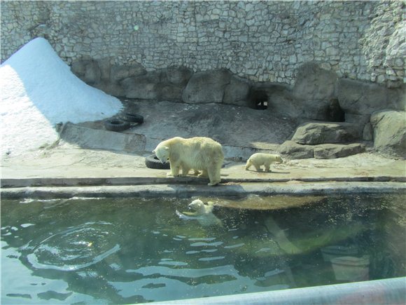 Наша традиционная майская прогулка по Московскому зоопарку
