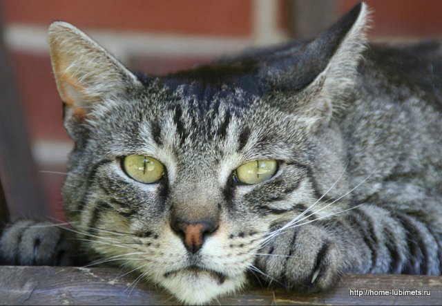 Мне вслед глядит душа кошачья... 4 октября - день памяти святого Франциска и Международный день животных