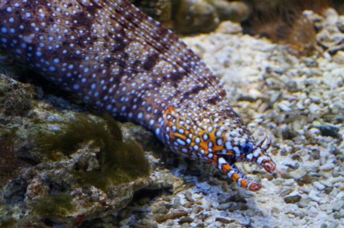 Воронежский океанариум — Туризм и путешествия: фотоотчеты из поездок