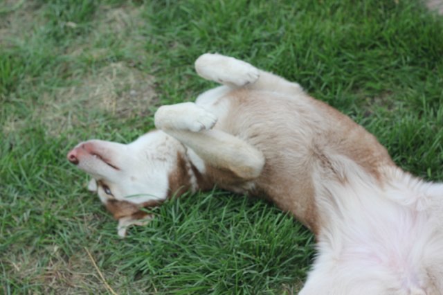 Вязаный подиум от Smorodinы для кукол Gotz