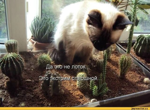 Море позитива) Для поднятия настроения (осторожно! много фото)))) | Бэйбики Море позитива) Для поднятия настроения (осторожно! много фото))))