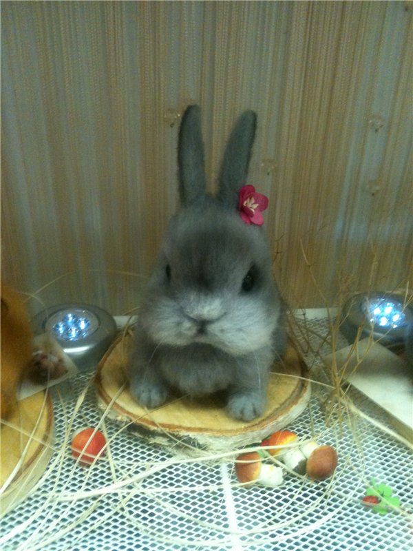 Яркий лучик на Тишинкой площади. Moscow Fair 2015. Фотоотчет