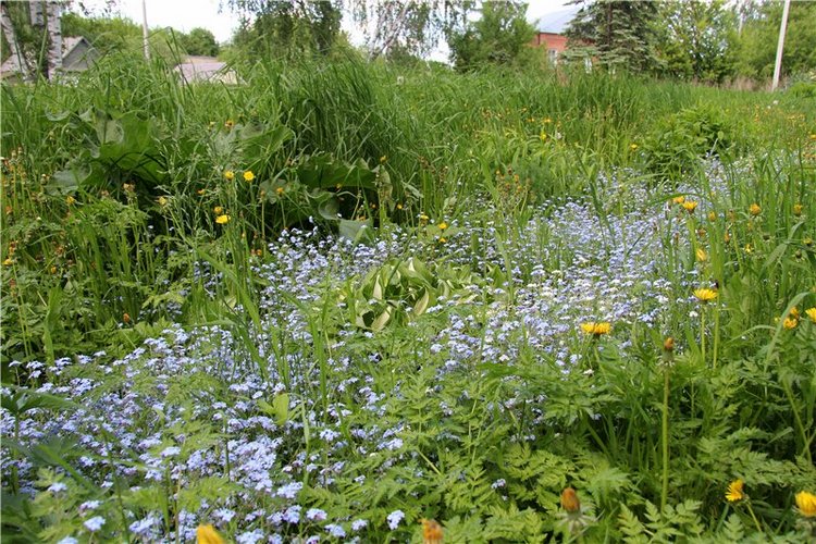 Что такое отпуск? Это - Незабудковое Лето. Minouche от Sylvia Natterer
