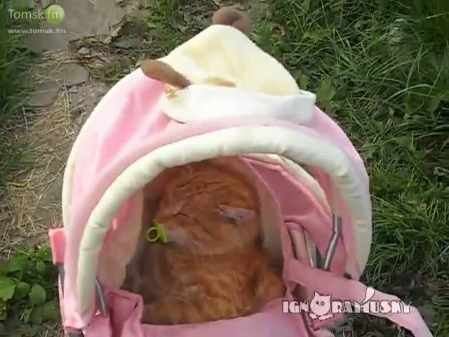Забавная подборка котики и куклы! Присоединяйтесь