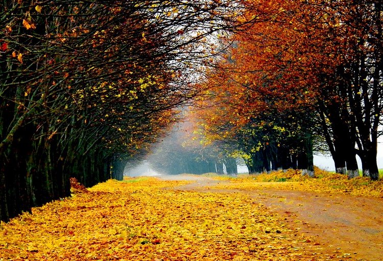 Красотка-осень — Болталка и разговоры обо всем: жизнь