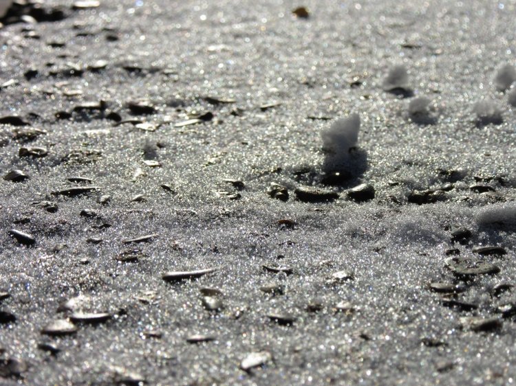 Утренняя прогулка в парке Горького с Соломоном и Анхен, или О сложностях гуляния с собакой и куклой одновременно