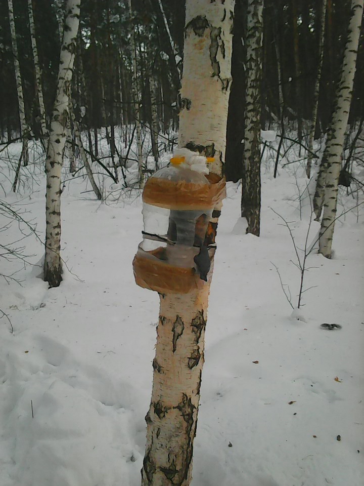 Интересное наблюдение за птицами у кормушки