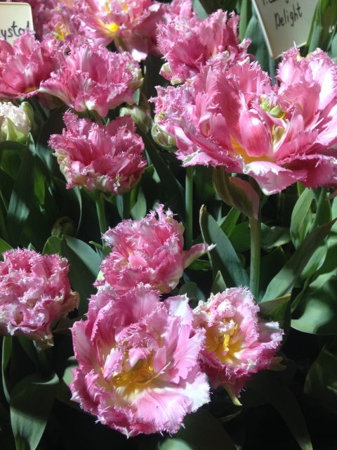 Поздравление с 8 Марта или "Репетиция весны в аптекарском огороде"