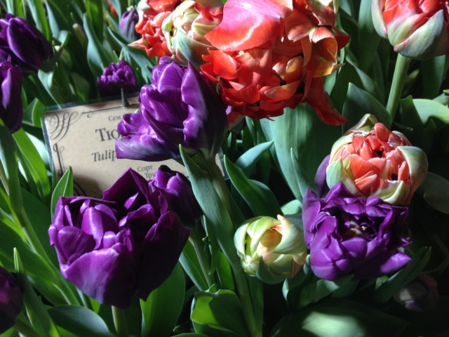 Поздравление с 8 Марта или "Репетиция весны в аптекарском огороде"