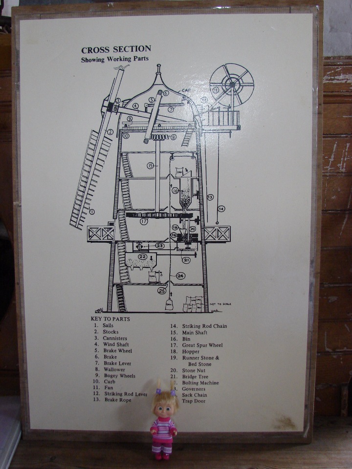 Как Пенни и Машка мельницу осматривали (фото 5)